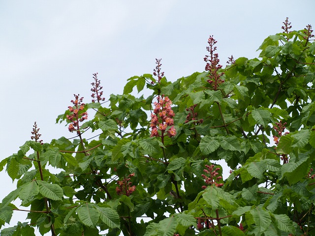 『紅花栃の木（ベニバナトチノキ）の花』_d0054276_19455765.jpg