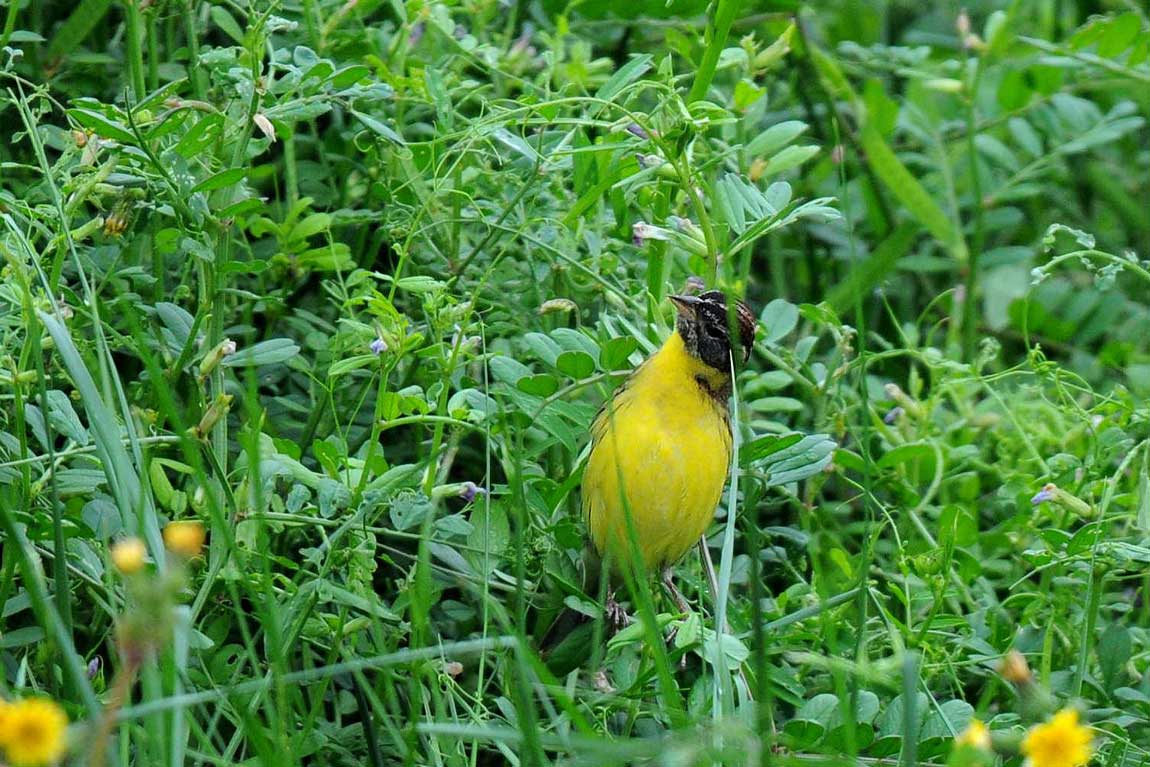 鳥名が解らない．．_c0155479_84097.jpg