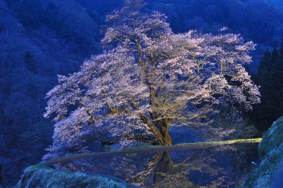 駒つなぎの桜 Photo Neobeat 駒つなぎの桜 Photo Neobeat