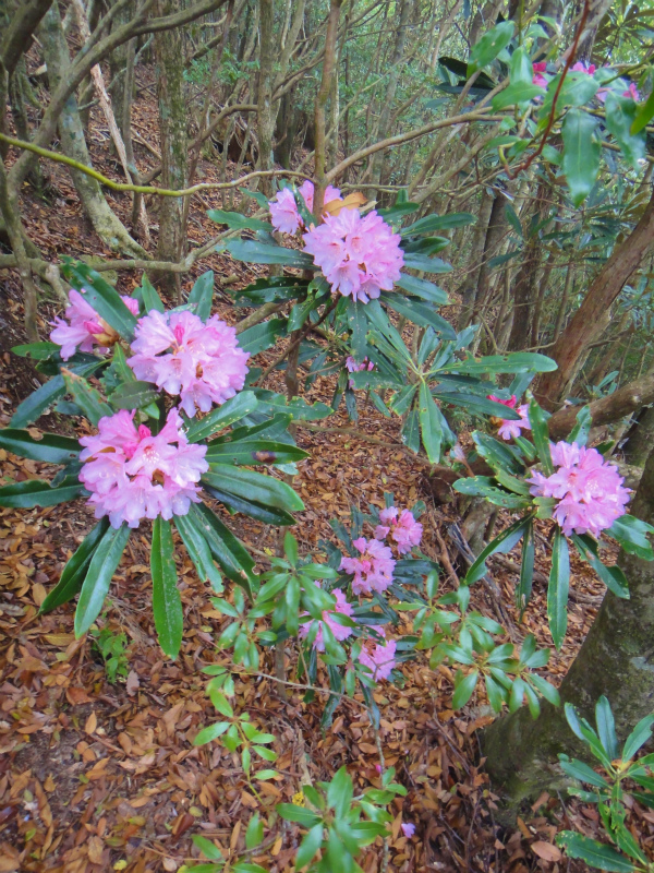 果無山脈ファストパッキング 2011/5/09-10 _b0220886_031556.jpg