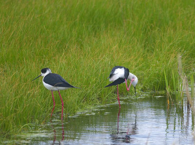 春の離島遠征3（ヤマショウビン）_f0018189_1015263.jpg