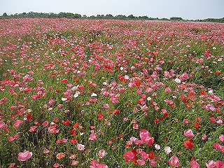 ポピー畑（大牟田市健老町）・千寿の楽しい日々_a0137997_19124646.jpg