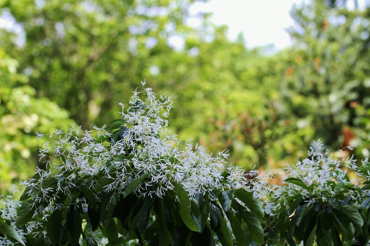 雪の花　・・・！？　　　　≪　　　なんじゃもんじゃの木　　　≫_a0140000_21532519.jpg