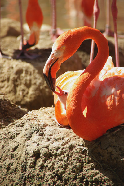 王子動物園_c0069601_195138.jpg