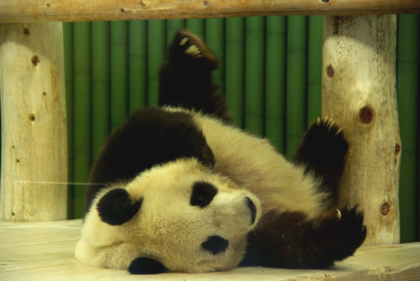 王子動物園_c0069601_21155716.jpg