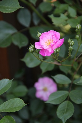 a0123003_22534017.jpg
