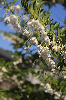 a0123003_2332221.jpg