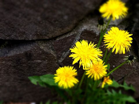 e0117805_13571378.jpg