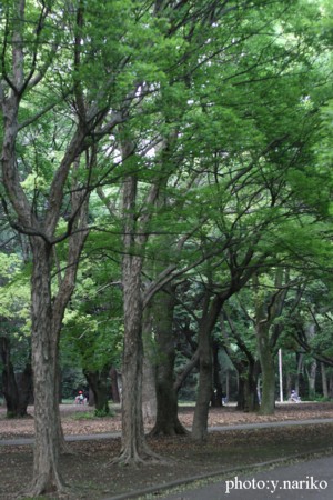公園でのウェディングパーティ_b0113510_0125466.jpg