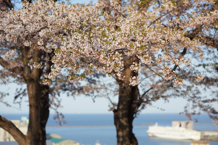 水天宮で桜_c0073613_0113790.jpg