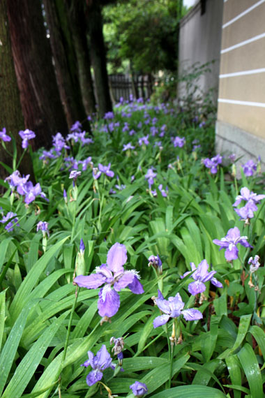 御霊神社(上御霊神社) 御霊祭1_e0048413_2174678.jpg