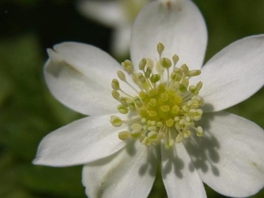 2011年5月18日（水）：今年最高の気温だそうで_e0062415_1741484.jpg