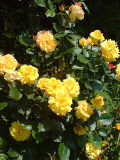 e0135518_15214446.jpg