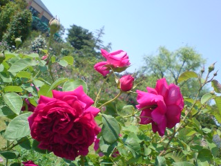 e0135518_1521631.jpg