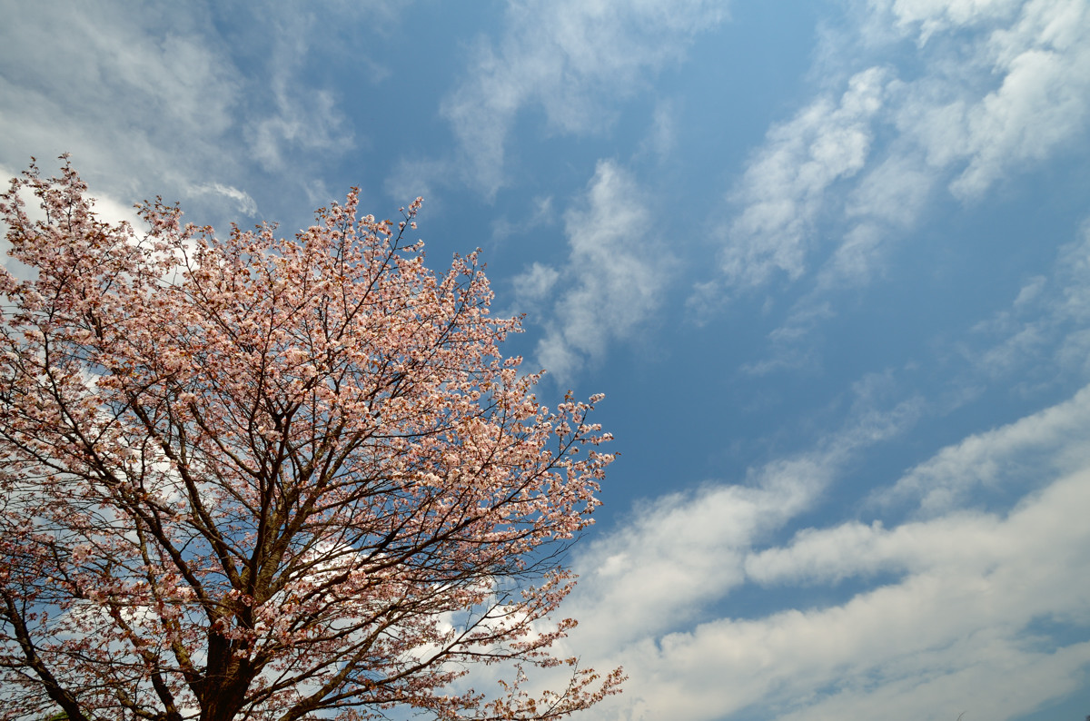 苫小牧の桜 やぁやぁ