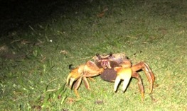 五月の大潮とオオオカガニと再生と_a0043520_10394071.jpg