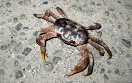 五月の大潮とオオオカガニと再生と_a0043520_10401418.jpg