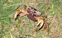 五月の大潮とオオオカガニと再生と_a0043520_10402398.jpg