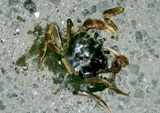 五月の大潮とオオオカガニと再生と_a0043520_1042954.jpg