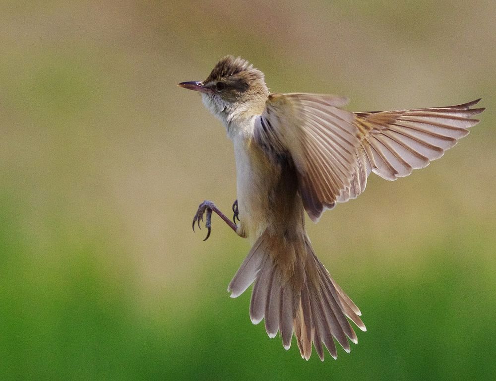 オオヨシキリのトビモノをリベンジ！_a0031821_18491124.jpg
