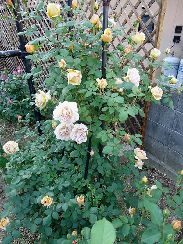 つる バタースコッチの開花 Doriのお気に入り