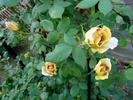 d0096422_941924.jpg