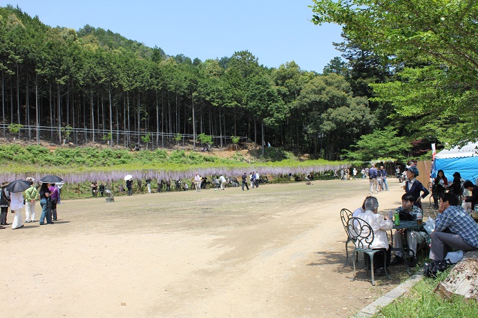 【2】兵庫県 丹波市・朝来市 花見デート・・・白毫寺 藤_e0071524_13213047.jpg