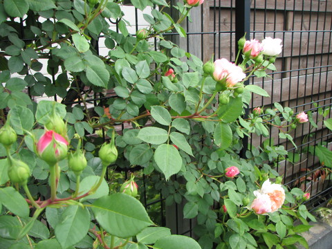 e0128024_9242983.jpg