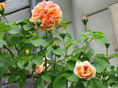 e0128024_925034.jpg