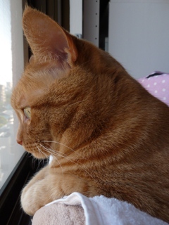 ケーブルクリップ猫 しぇる編。_a0143140_21413256.jpg