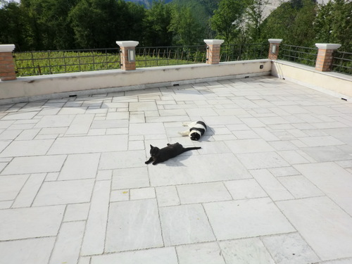 猫と葡萄と。。。_d0136540_4403571.jpg