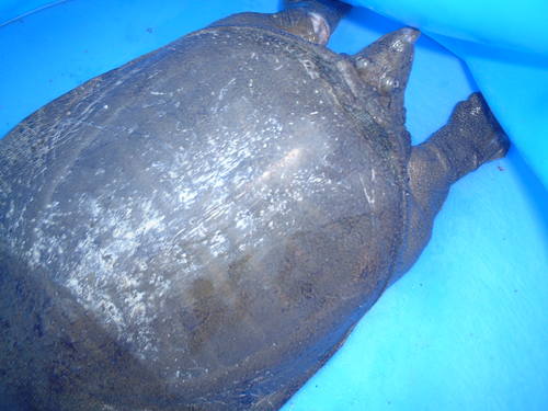 ５月１８日 天候 晴れ スッポン ２頭ｇｅｔ すっぽん釣りの御紹介