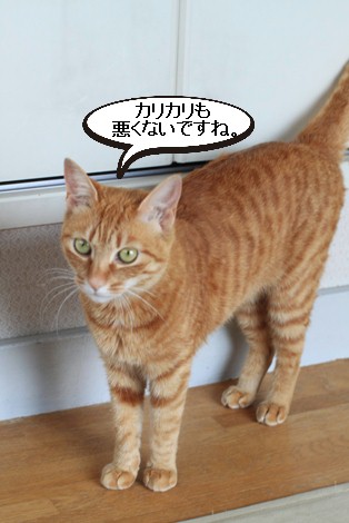 今日の保護猫さんたちは？_e0151545_22102045.jpg