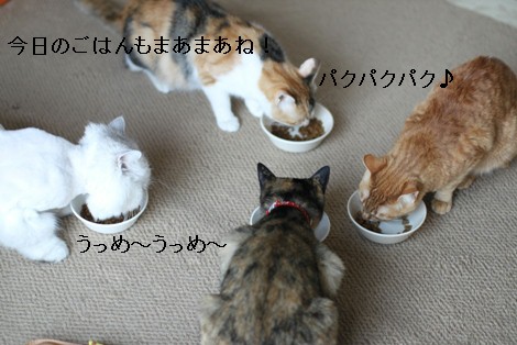 今日の保護猫さんたちは？_e0151545_22401443.jpg