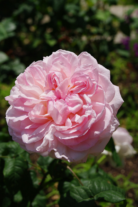 大阪 靱(うつぼ)公園の薔薇... ~前編~_f0152550_22161454.jpg