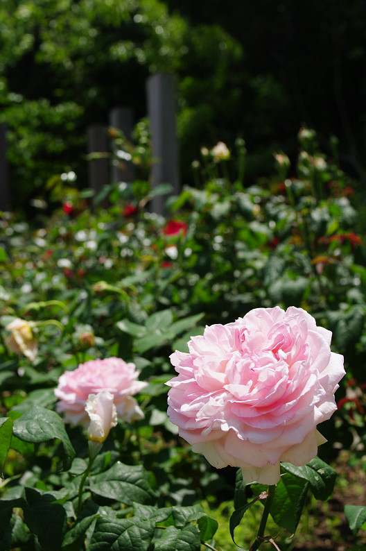 大阪 靱(うつぼ)公園の薔薇... ~前編~_f0152550_22162039.jpg