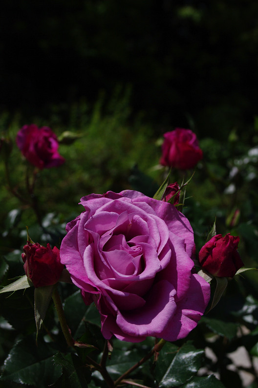 大阪 靱(うつぼ)公園の薔薇... ~前編~_f0152550_22162429.jpg