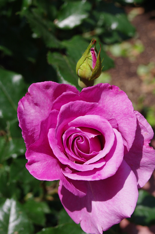 大阪 靱(うつぼ)公園の薔薇... ~前編~_f0152550_22163098.jpg