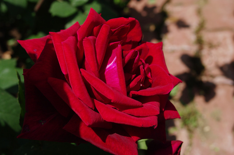 大阪 靱(うつぼ)公園の薔薇... ~前編~_f0152550_22163674.jpg