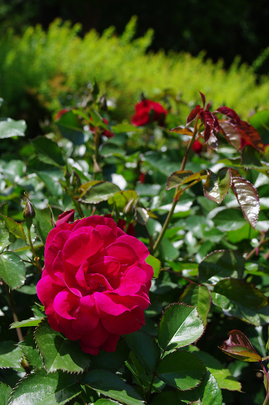 大阪 靱(うつぼ)公園の薔薇... ~前編~_f0152550_22164198.jpg