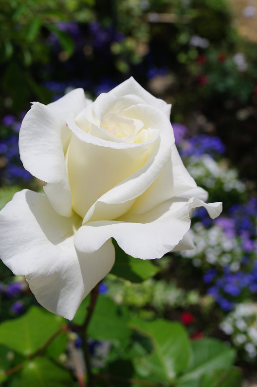 大阪 靱(うつぼ)公園の薔薇... ~前編~_f0152550_2216464.jpg