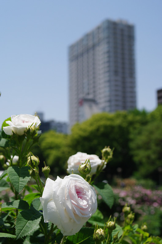 大阪 靱(うつぼ)公園の薔薇... ~前編~_f0152550_22165160.jpg