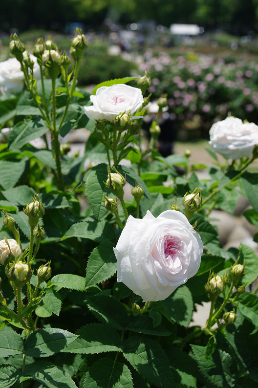 大阪 靱(うつぼ)公園の薔薇... ~前編~_f0152550_2216564.jpg