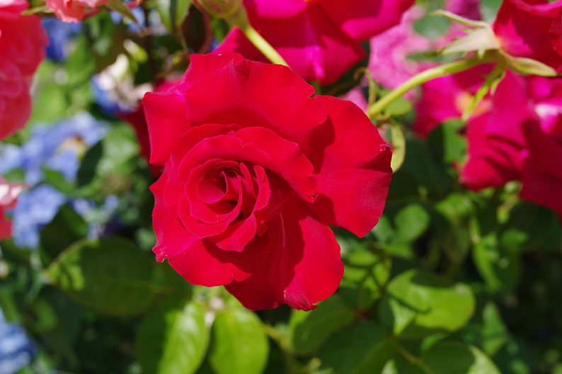 大阪 靱(うつぼ)公園の薔薇... ~前編~_f0152550_2216936.jpg