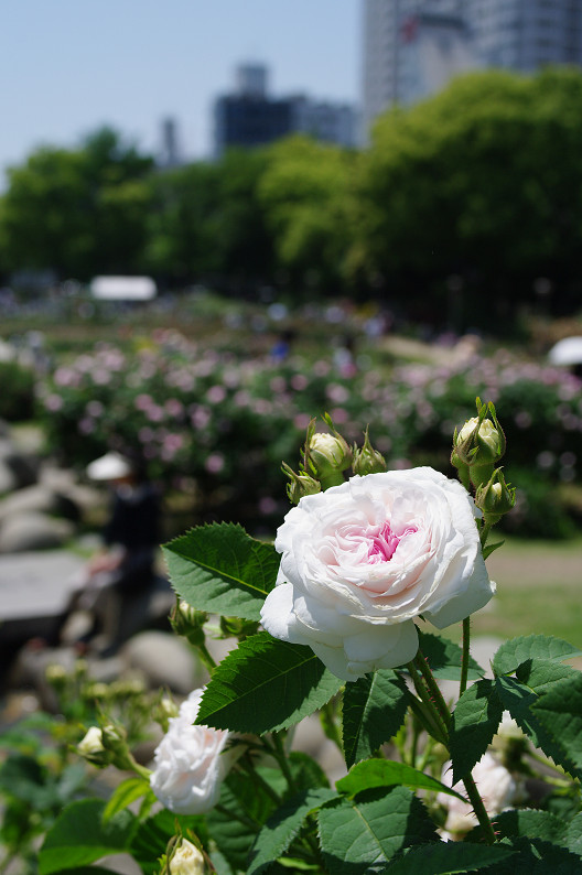 大阪 靱(うつぼ)公園の薔薇... ~前編~_f0152550_221717.jpg