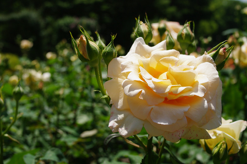 大阪 靱(うつぼ)公園の薔薇... ~前編~_f0152550_2217242.jpg