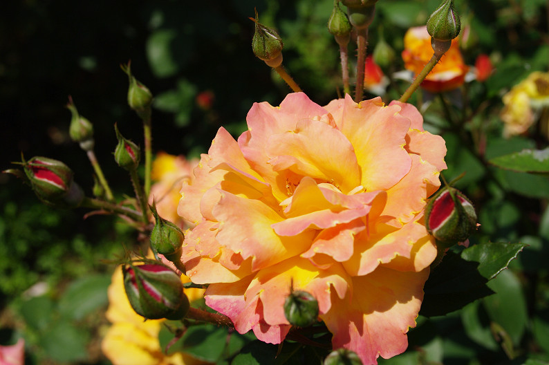 大阪 靱(うつぼ)公園の薔薇... ~前編~_f0152550_22173363.jpg