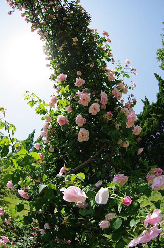 大阪 靱(うつぼ)公園の薔薇... ~前編~_f0152550_22175280.jpg