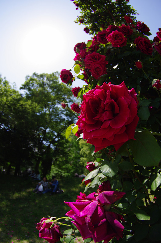 大阪 靱(うつぼ)公園の薔薇... ~前編~_f0152550_2218145.jpg
