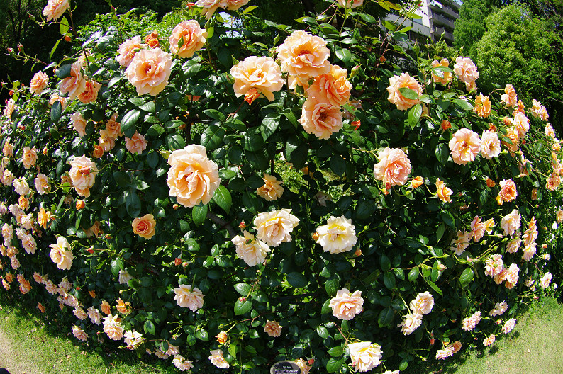大阪 靱(うつぼ)公園の薔薇... ~前編~_f0152550_22181767.jpg